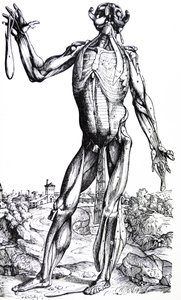 Platene fra den andre boken til De Humani Corporis Fabrica av Andreas Vesalius