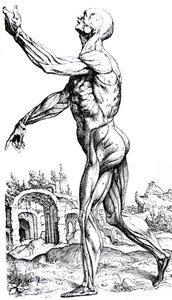 Platene fra den andre boken til De Humani Corporis Fabrica av Andreas Vesalius