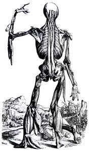 Platene fra den andre boken til De Humani Corporis Fabrica av Andreas Vesalius