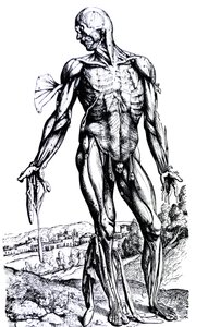 Platene fra den andre boken til De Humani Corporis Fabrica av Andreas Vesalius