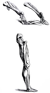 Platene fra den andre boken til De Humani Corporis Fabrica av Andreas Vesalius