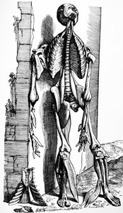 Platene fra den andre boken til De Humani Corporis Fabrica av Andreas Vesalius