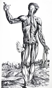 Platene fra den andre boken til De Humani Corporis Fabrica av Andreas Vesalius