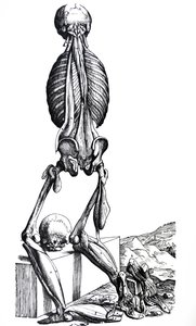 Platene fra den andre boken til De Humani Corporis Fabrica av Andreas Vesalius