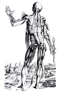 Platene fra den andre boken til De Humani Corporis Fabrica av Andreas Vesalius
