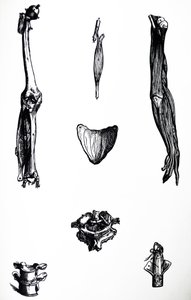Platene fra den andre boken til De Humani Corporis Fabrica av Andreas Vesalius