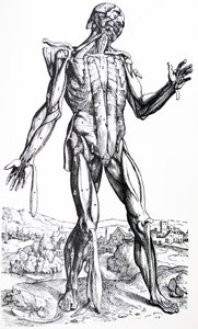Platene fra den andre boken til De Humani Corporis Fabrica av Andreas Vesalius
