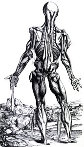 Platene fra den andre boken til De Humani Corporis Fabrica av Andreas Vesalius