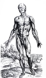 Platene fra den andre boken til De Humani Corporis Fabrica av Andreas Vesalius