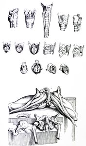 Platene fra den andre boken til De Humani Corporis Fabrica av Andreas Vesalius