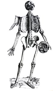 Platene fra den syvende boken til De Humani Corporis Fabrica av Andreas Vesalius