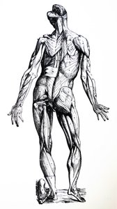 Platene fra den syvende boken til De Humani Corporis Fabrica av Andreas Vesalius
