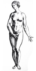 Platene fra den syvende boken til De Humani Corporis Fabrica av Andreas Vesalius