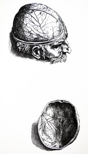 Platene fra den syvende boken til De Humani Corporis Fabrica av Andreas Vesalius