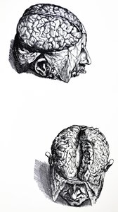 Platene fra den syvende boken til De Humani Corporis Fabrica av Andreas Vesalius