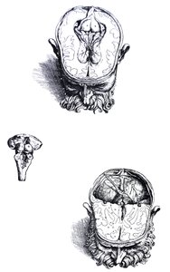 Platene fra den syvende boken til De Humani Corporis Fabrica av Andreas Vesalius