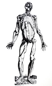 Platene fra den syvende boken til De Humani Corporis Fabrica av Andreas Vesalius
