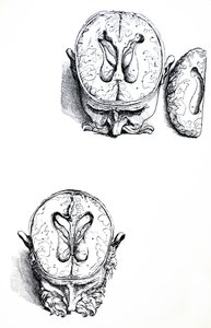 Platene fra den syvende boken til De Humani Corporis Fabrica av Andreas Vesalius
