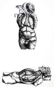 Platene fra den sjette boken til De Humani Corporis Fabrica av Andreas Vesalius