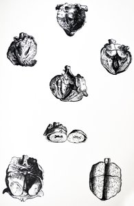 Platene fra den sjette boken til De Humani Corporis Fabrica av Andreas Vesalius