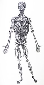 Platene fra den tredje boken til De Humani Corporis Fabrica av Andreas Vesalius