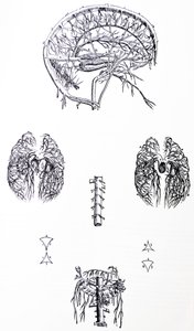 Platene fra den tredje boken til De Humani Corporis Fabrica av Andreas Vesalius