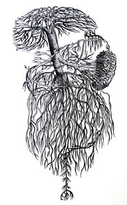 Platene fra den tredje boken til De Humani Corporis Fabrica av Andreas Vesalius