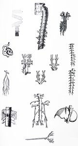 Platene fra den tredje boken til De Humani Corporis Fabrica av Andreas Vesalius