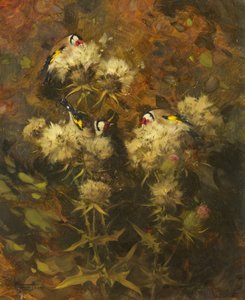 Gullfinker fôring