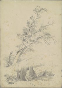 Trær, Hudson