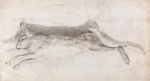 Død hare