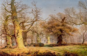 Eiketrær i Sherwood Forest