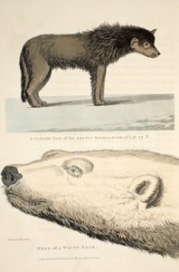 A Sledge Dog of the Arctic Highlander and the Head of a White Bear, illustrasjon fra 