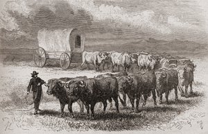 Å drive okser over de store slettene i Amerika i 1867, illustrasjon fra 
