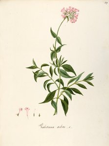 Valerianaceae, rød valerian (Centranthus ruber), urteaktig flerårig plante for blomsterbed eller steinete hager, spontan i Italia, av Angela Rossi Bottione og medarbeidere, akvarell av Angela Rossi Bottione