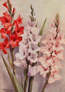 En gruppe moderne gladioler (fargelitografi)