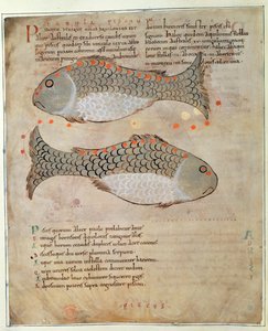 Cott Tib BV Par I 33v Konstellasjonen Fiskene fra 'Marvels of the East', ca. 1030 (vellum) av Anglo Saxon