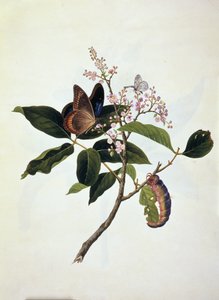 Sommerfugl og larve på en plante