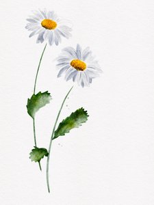 Sarte prestekrageblomster av Ankie Kooi
