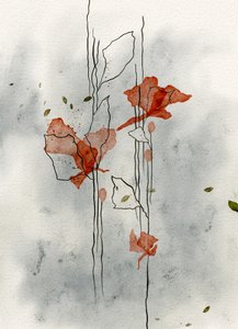 Delikate valmuer blomstrer
