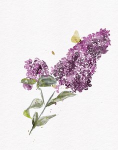 Lilla syrin-sommerfugl