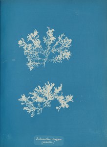 Achnanthes longipes. parasittisk., ca. 1853. av Anna Atkins