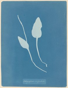 Addertong av Anna Atkins