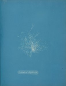 Gjennomsiktig keramikk, ca. 1853 av Anna Atkins