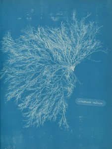 Rød keramikk, ca. 1853