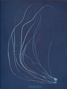 Trådsnor, ca. 1853 av Anna Atkins