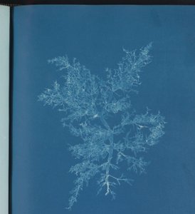 Chylocladia kaliformis av Anna Atkins