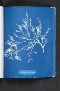Cystoseira foeniculacea, fra "Photographs of British Algae: Cyanotype Impressions", utgitt 1843-53 av Anna Atkins
