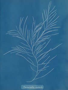 Desmarestia aculeata, ca. 1853. av Anna Atkins