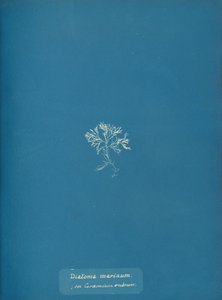 Marine kiselalger på Ceramium rubrum, ca. 1853 av Anna Atkins